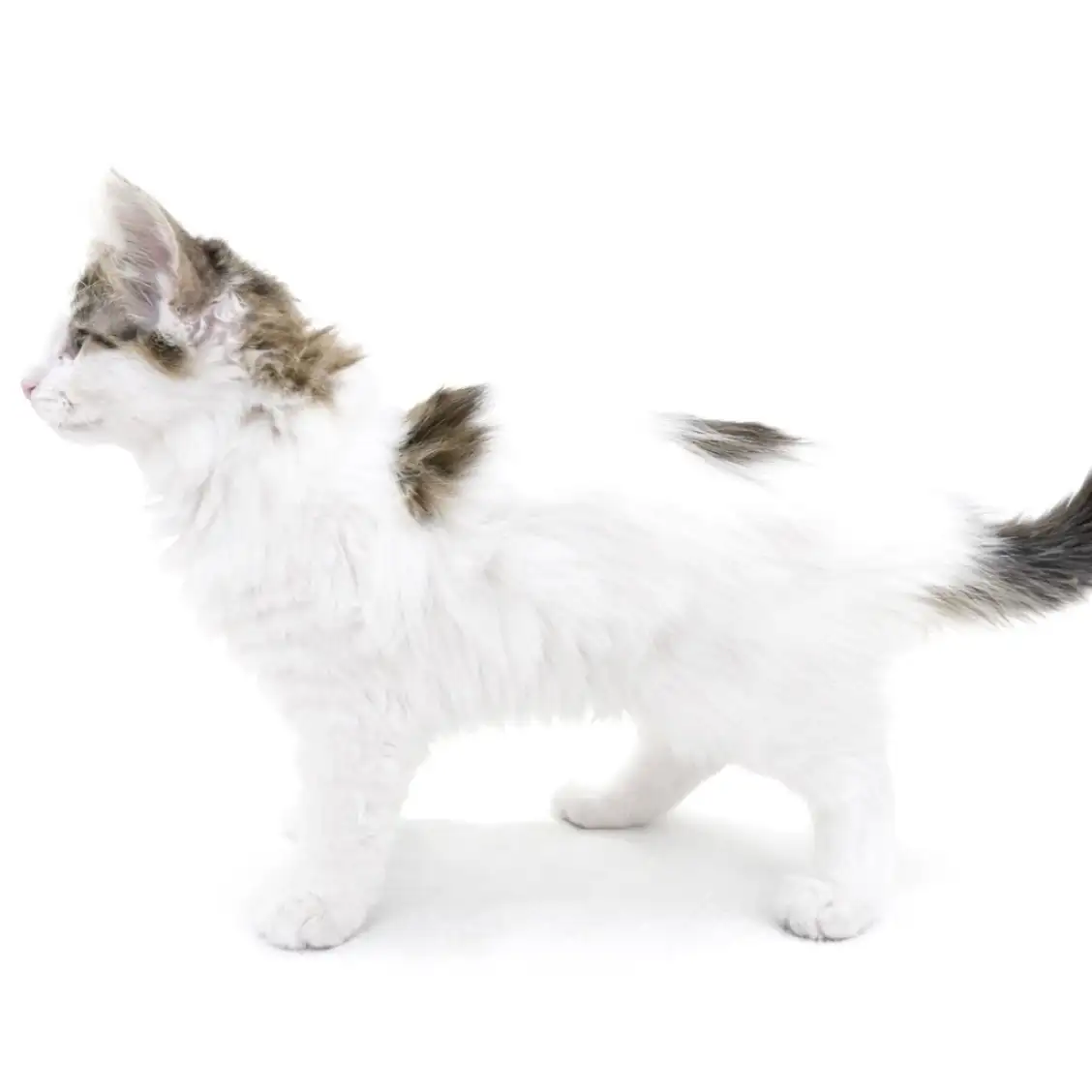 ノルウェージャンフォレストキャット