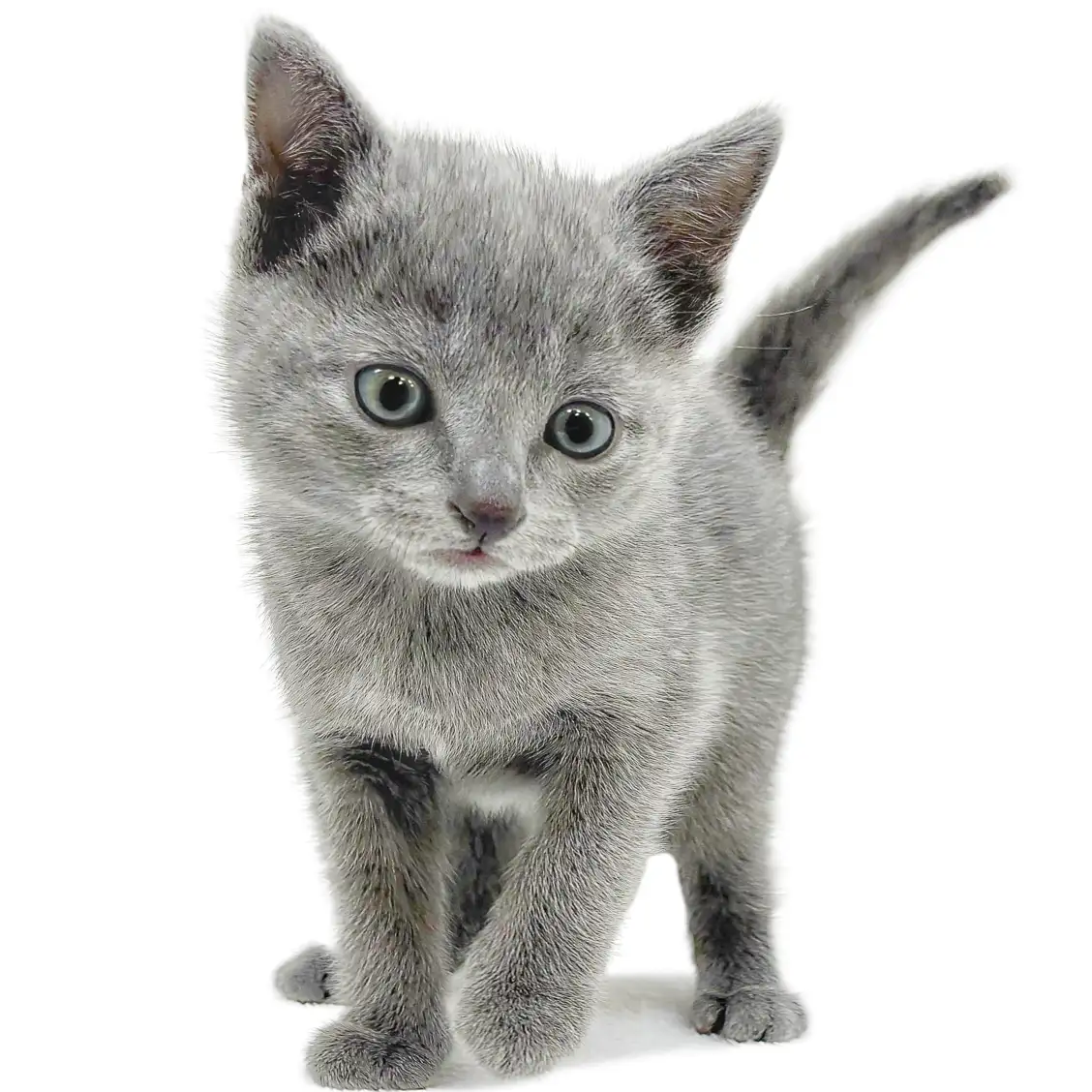 ロシアンブルー