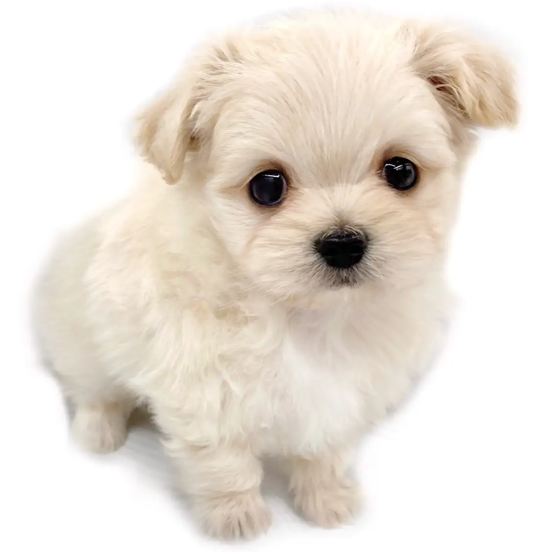 MIX(マルチーズ×チワワ)