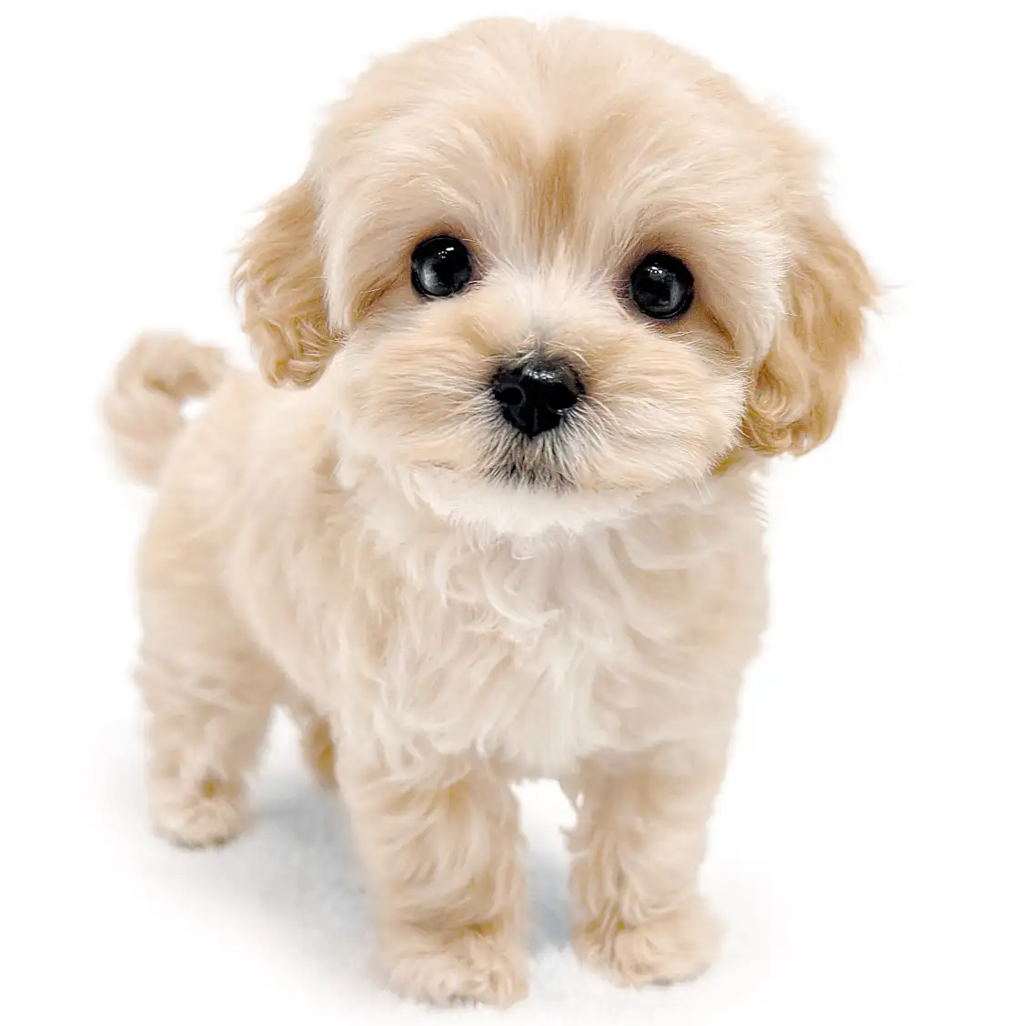 MIX(トイプードル×マルチーズ)