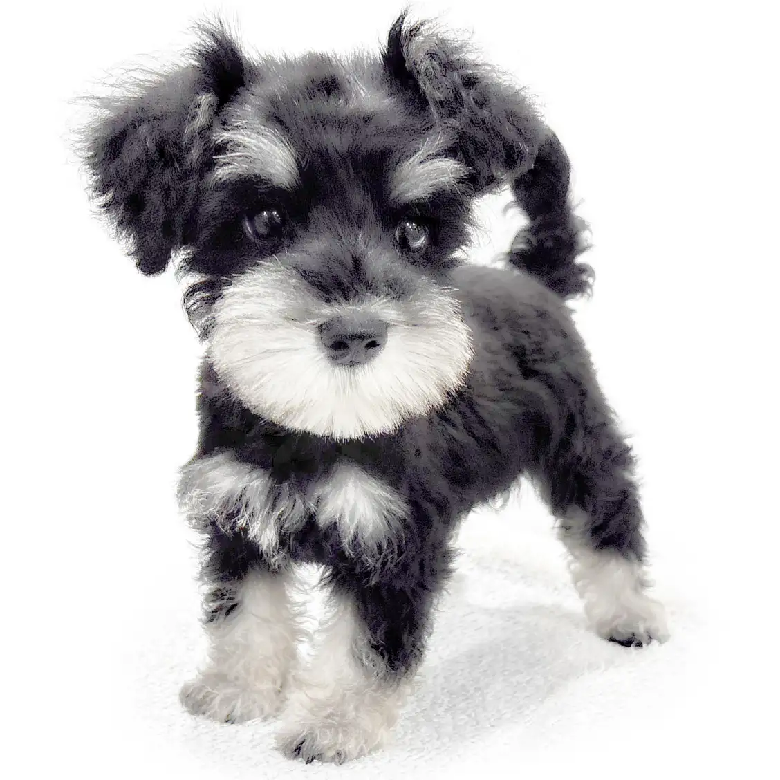 ミニチュア・シュナウザー