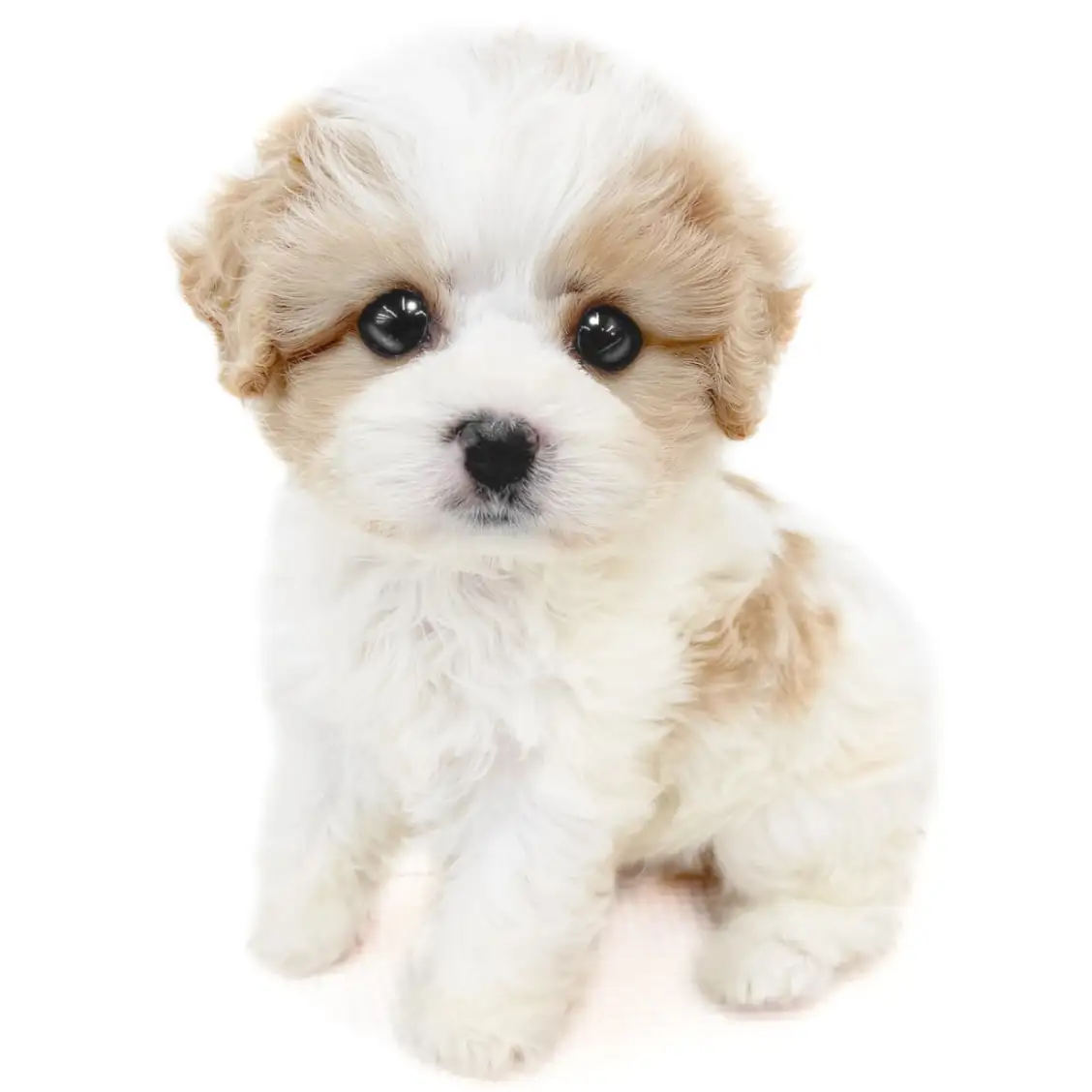 MIX（キャバリアキングチャールズスパニエル×ビションフリーゼ）