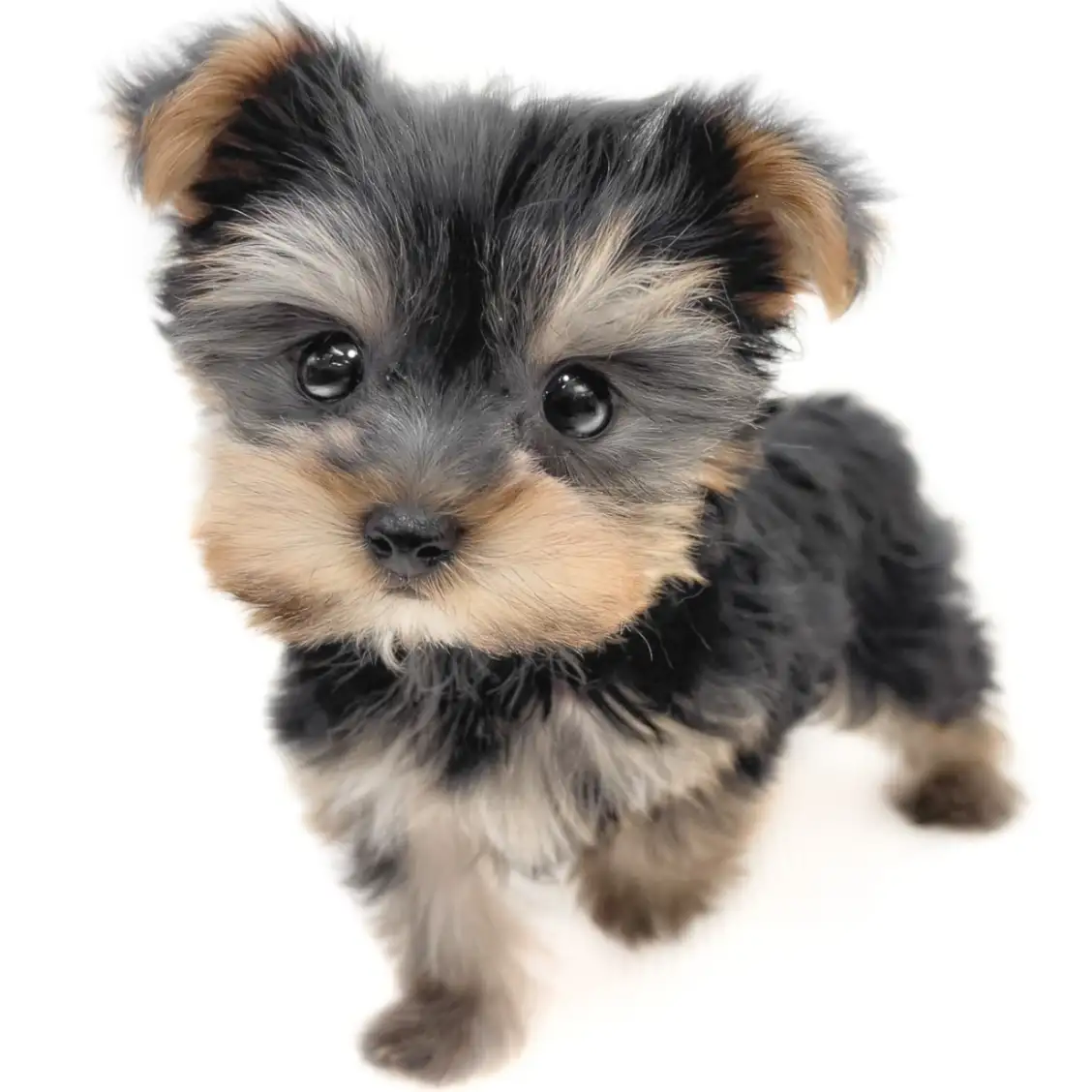 ヨークシャーテリア