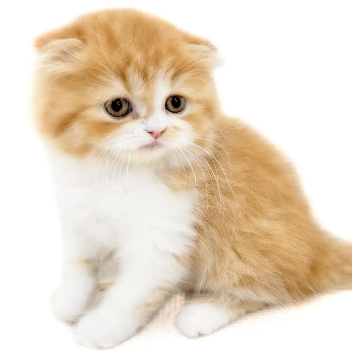 フォールデックス