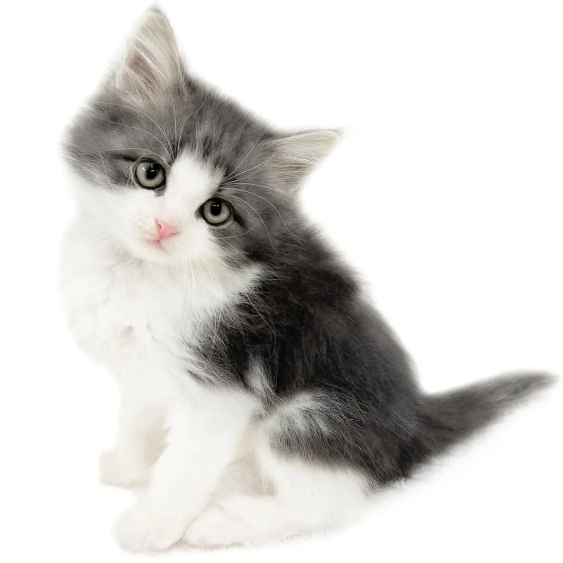 ノルウェージャンフォレストキャット