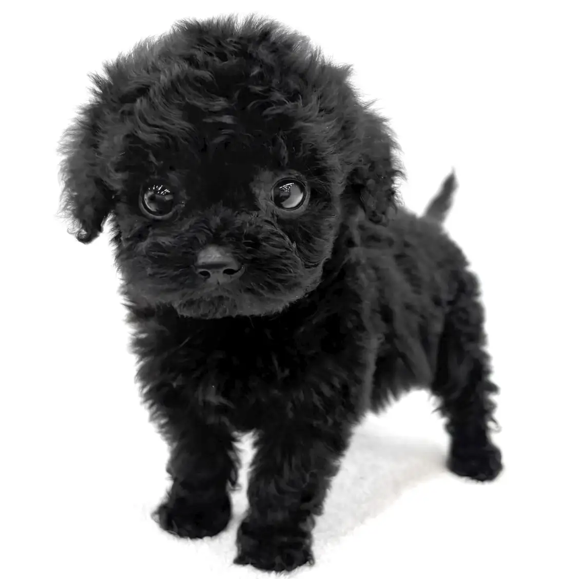 トイ・プードル