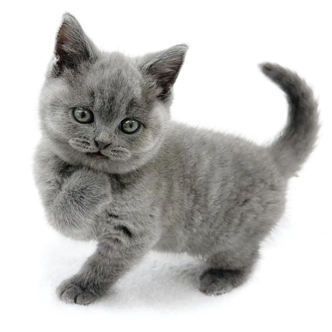 ブリティッシュショートヘア