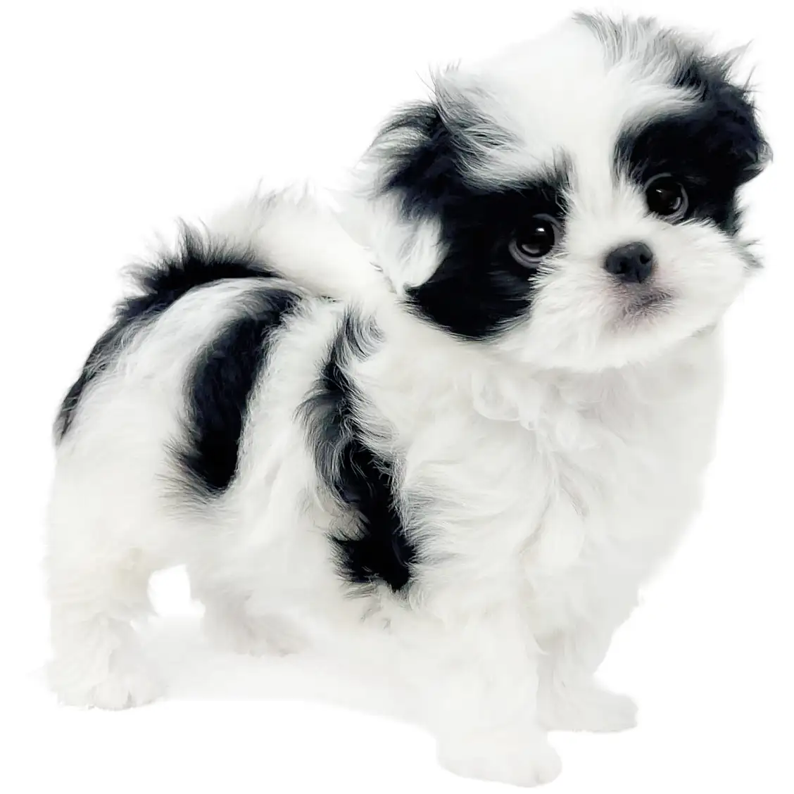 MIX（トイプードル×狆）