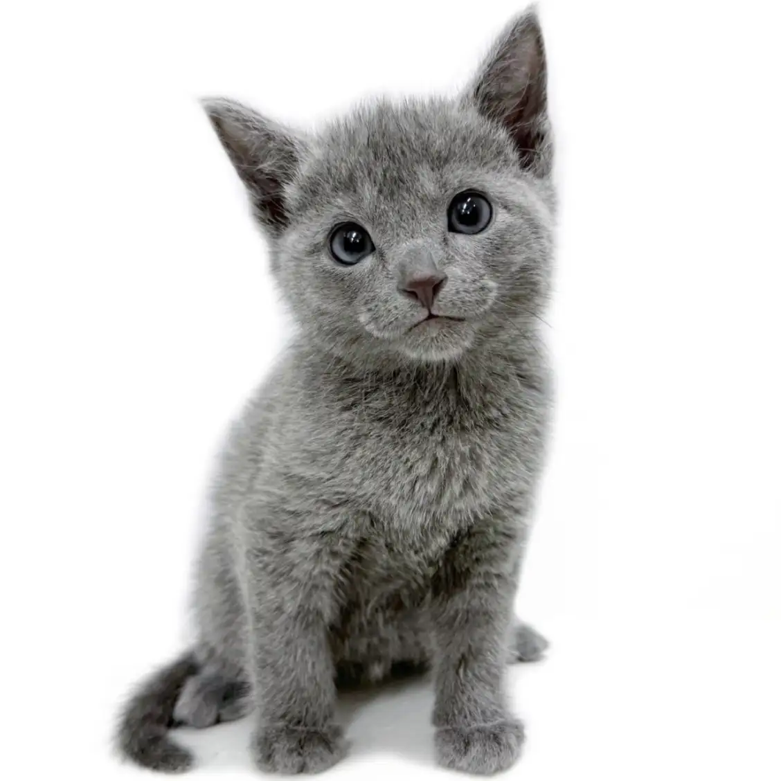 ロシアンブルー