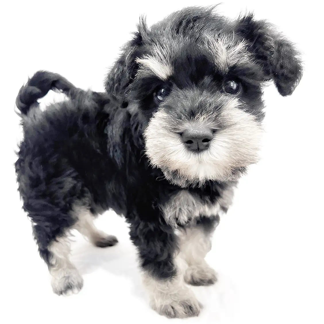 ミニチュア・シュナウザー