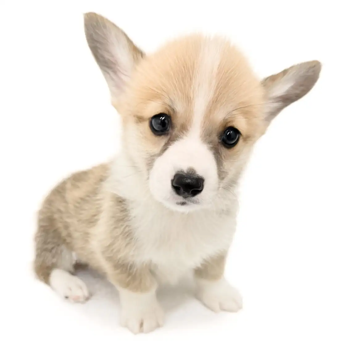 ウェルシュコーギーペンブローク