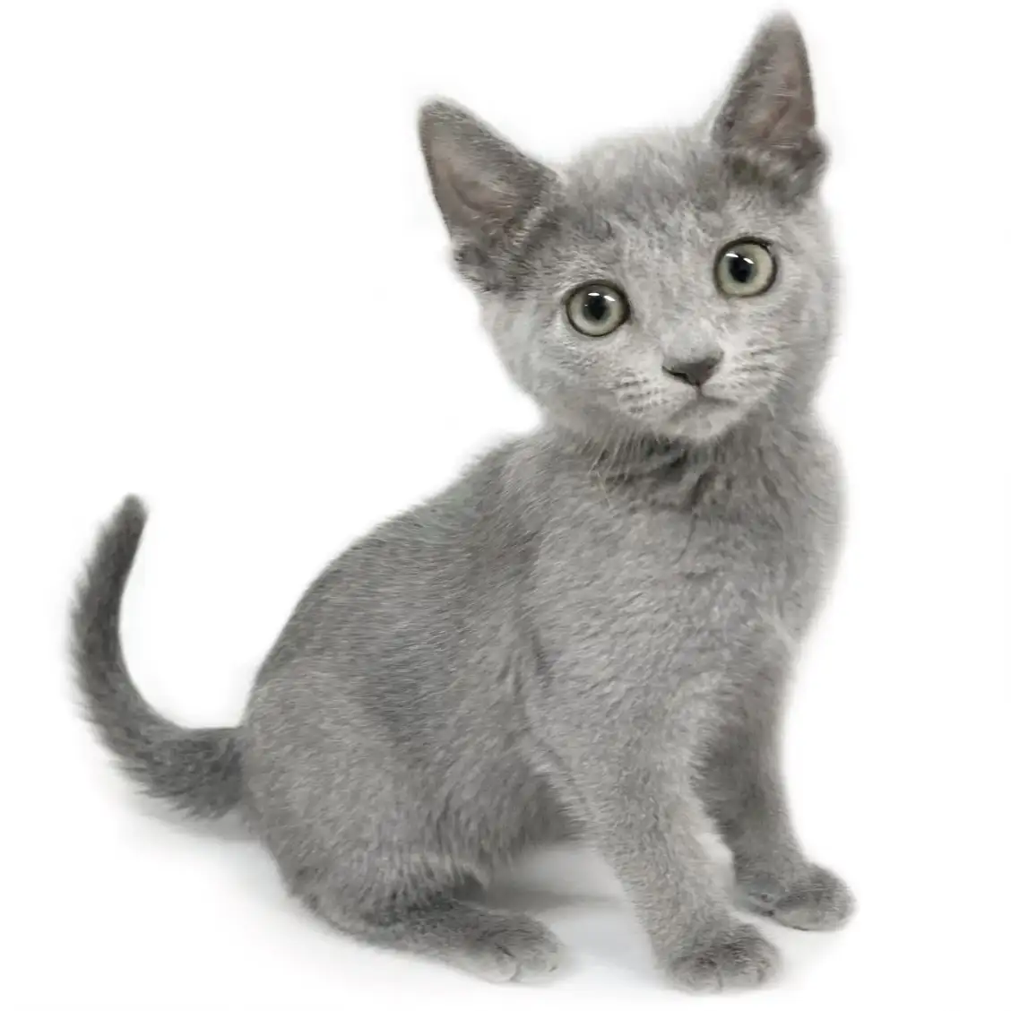 ロシアンブルー