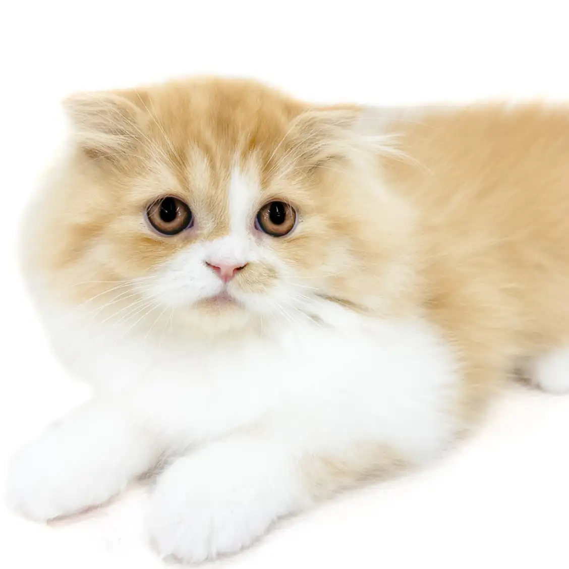 フォールデックス