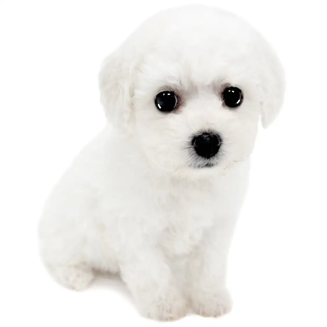 ビションフリーゼ