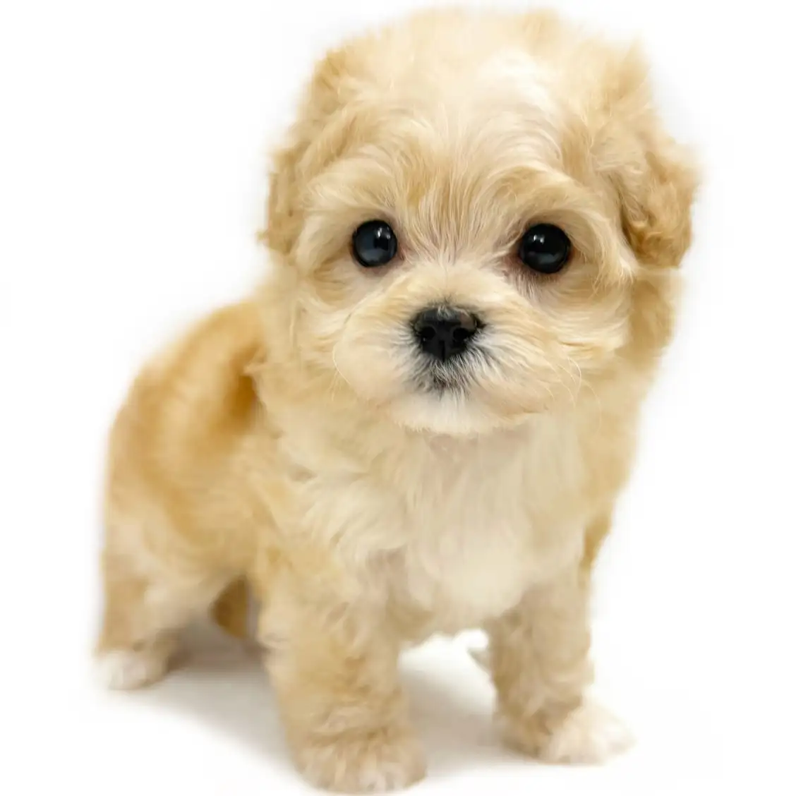 MIX（マルチーズ×トイプードル）