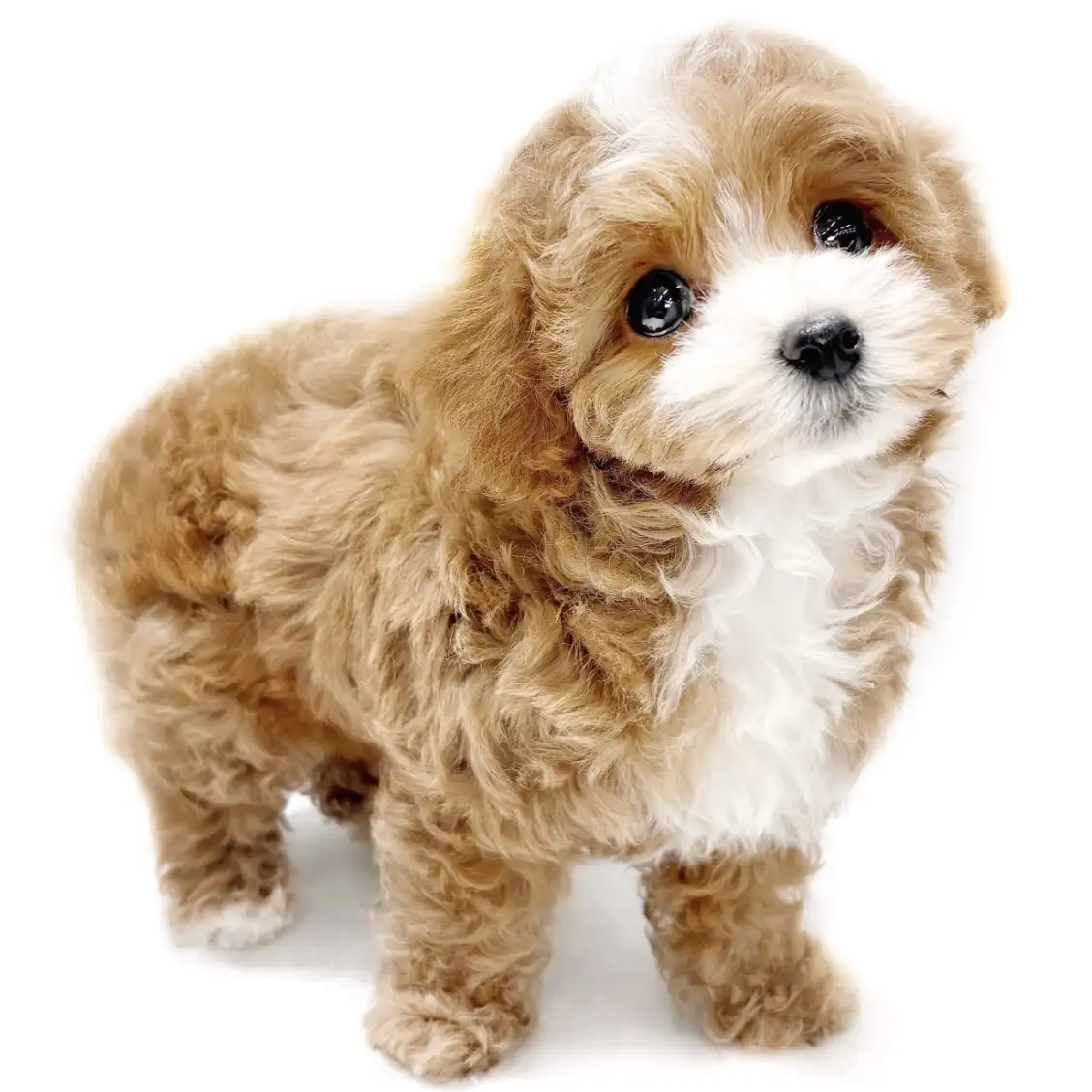 MIX（トイプードル×マルチーズ）