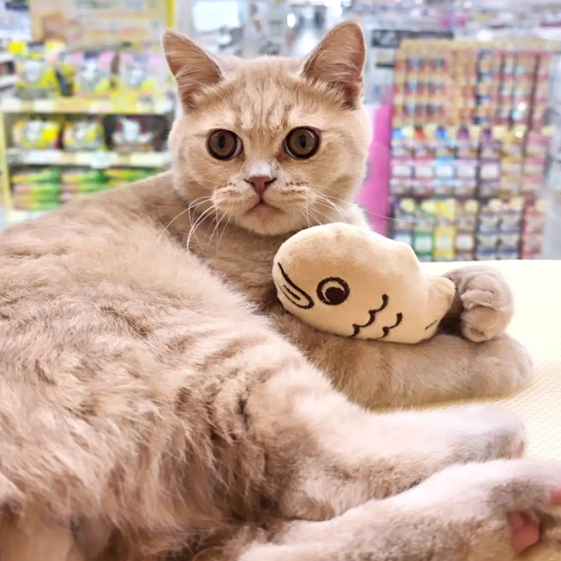 ブリティッシュショートヘア