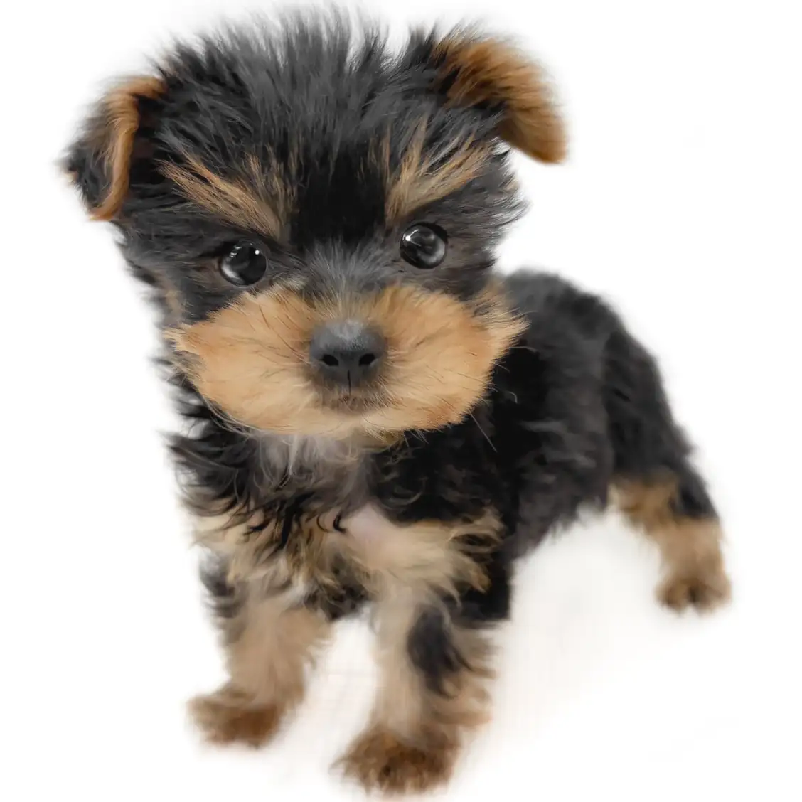 ヨークシャーテリア