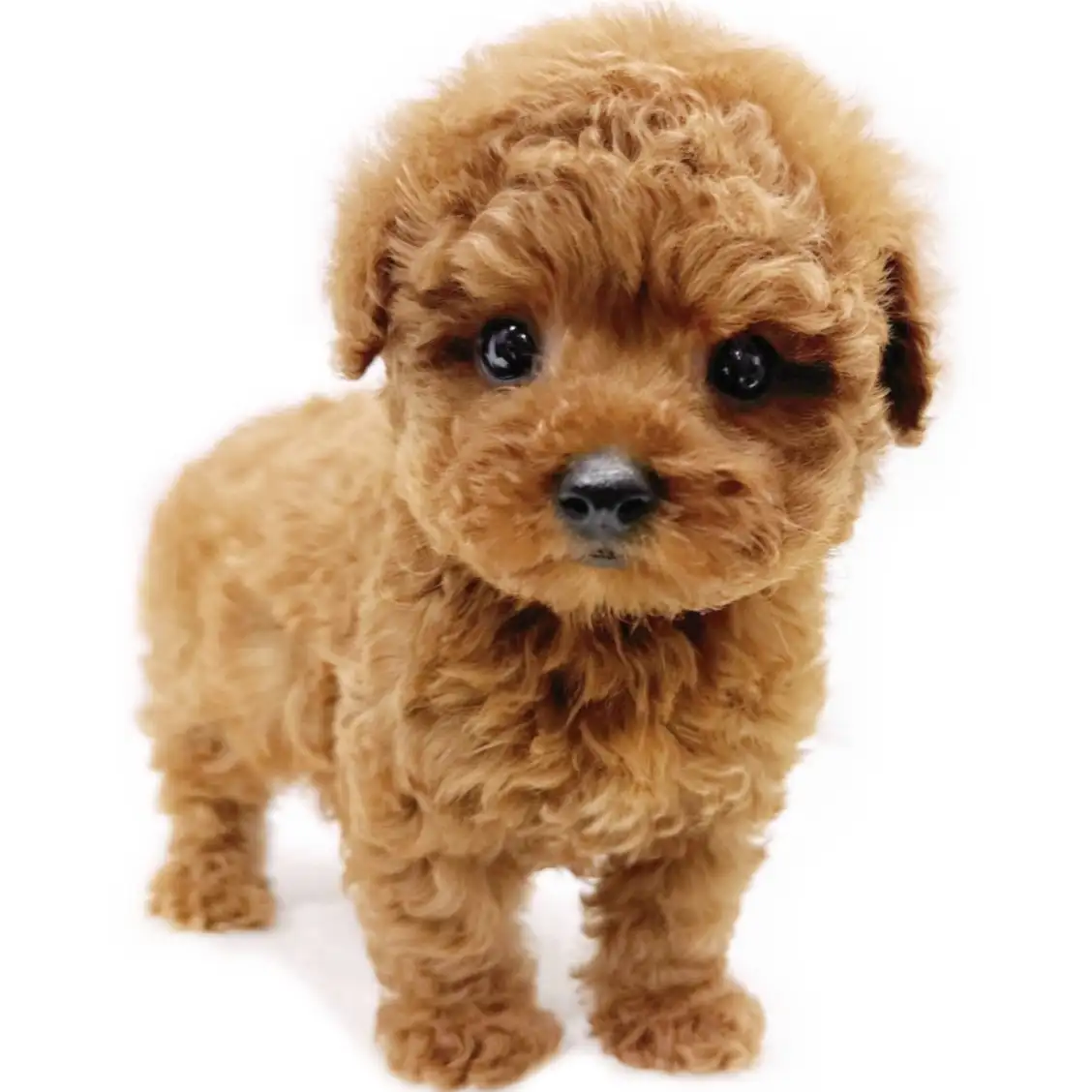 トイ・プードル