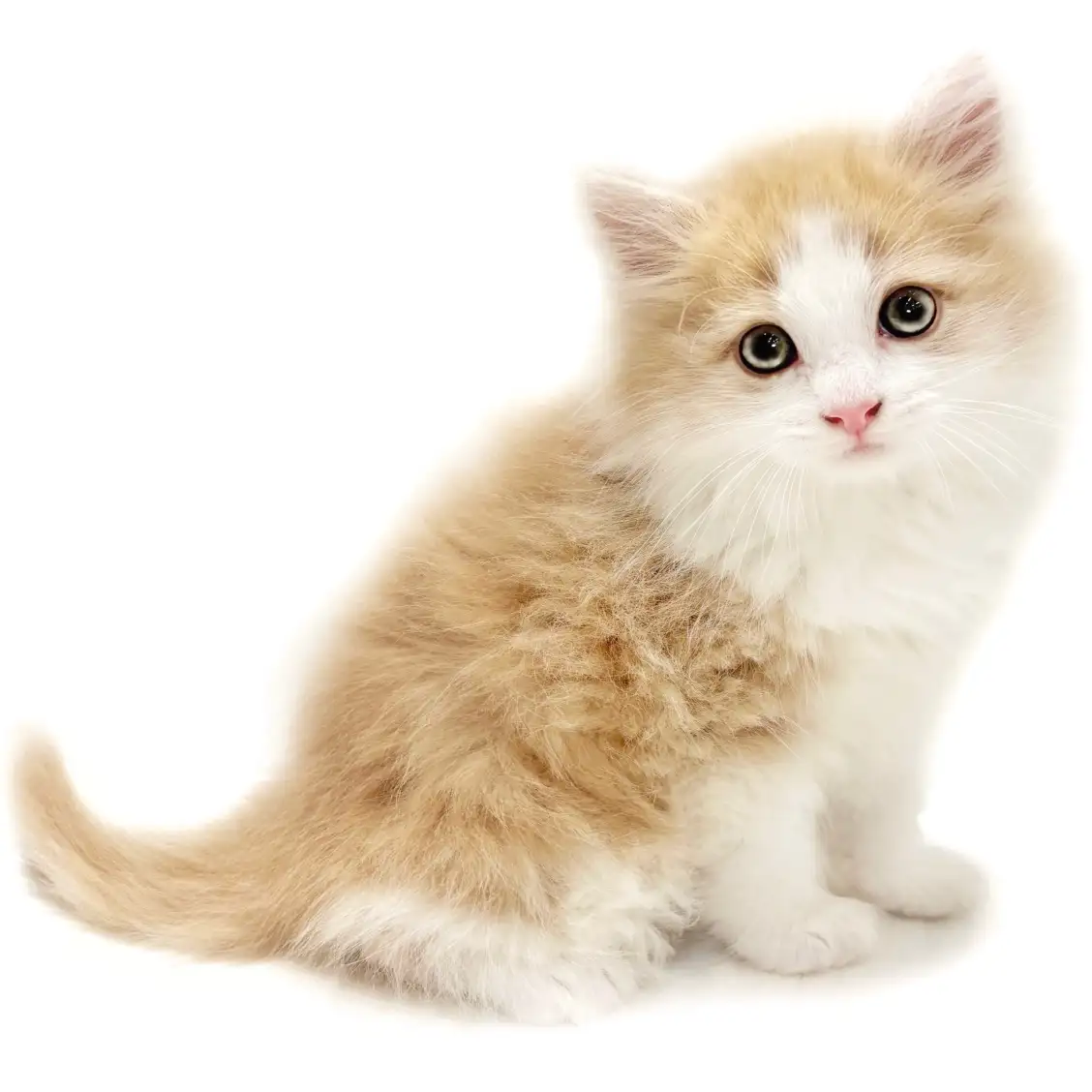 ノルウェージャンフォレストキャット