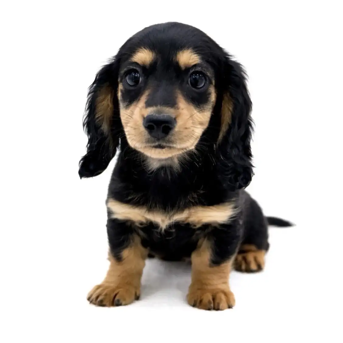 ミニチュア・ダックスフント