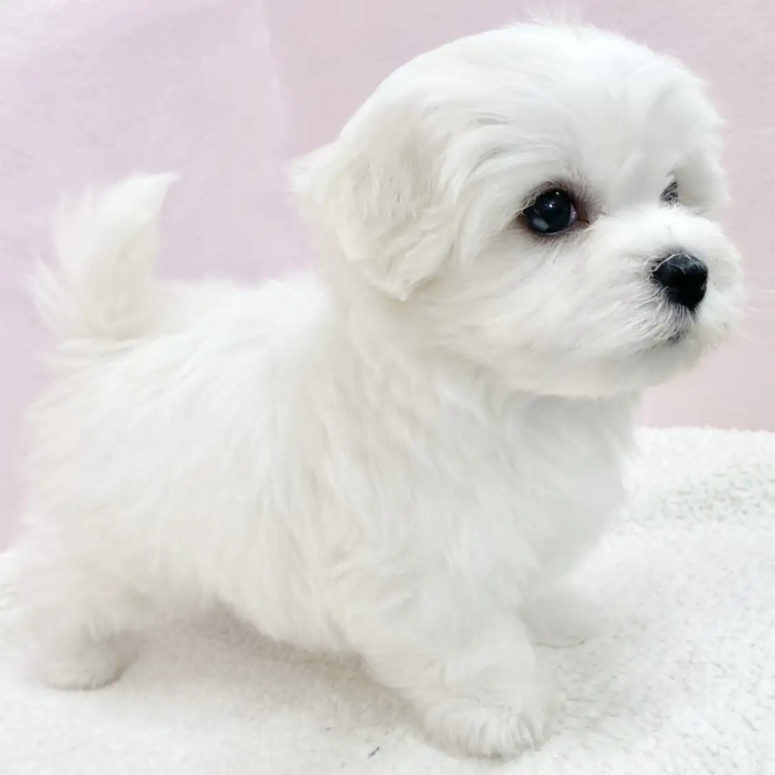 MIX（キャバリアキングチャールズスパニエル×ビションフリーゼ）