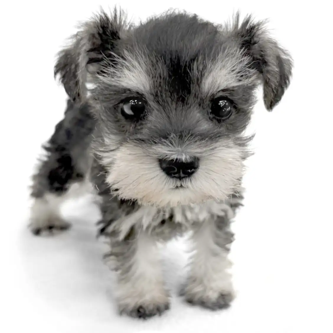 ミニチュア・シュナウザー