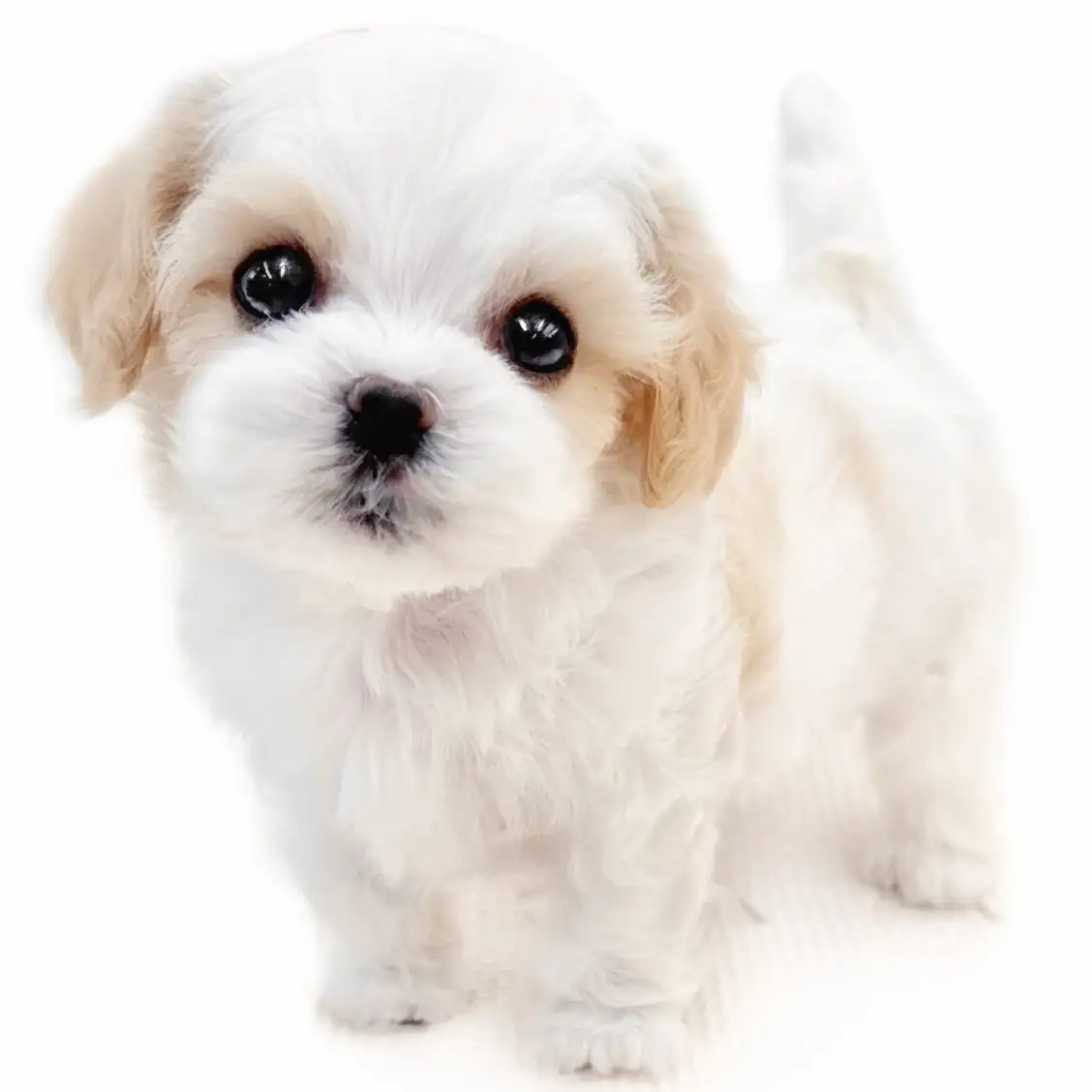 MIX(キャバリアキングチャールズスパニエル×マルチーズ)