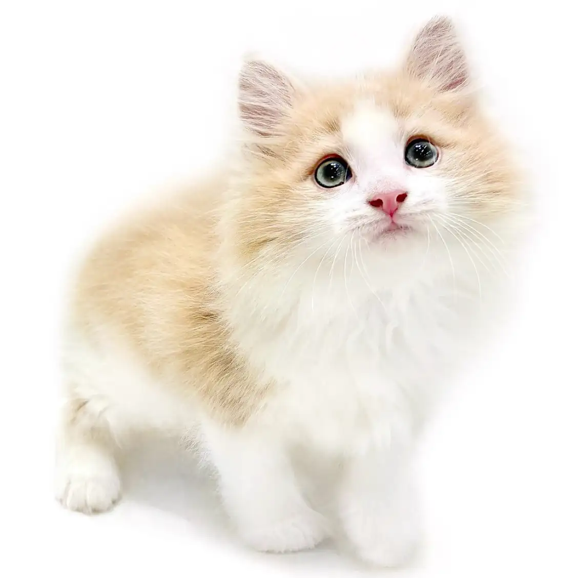 ノルウェージャンフォレストキャット