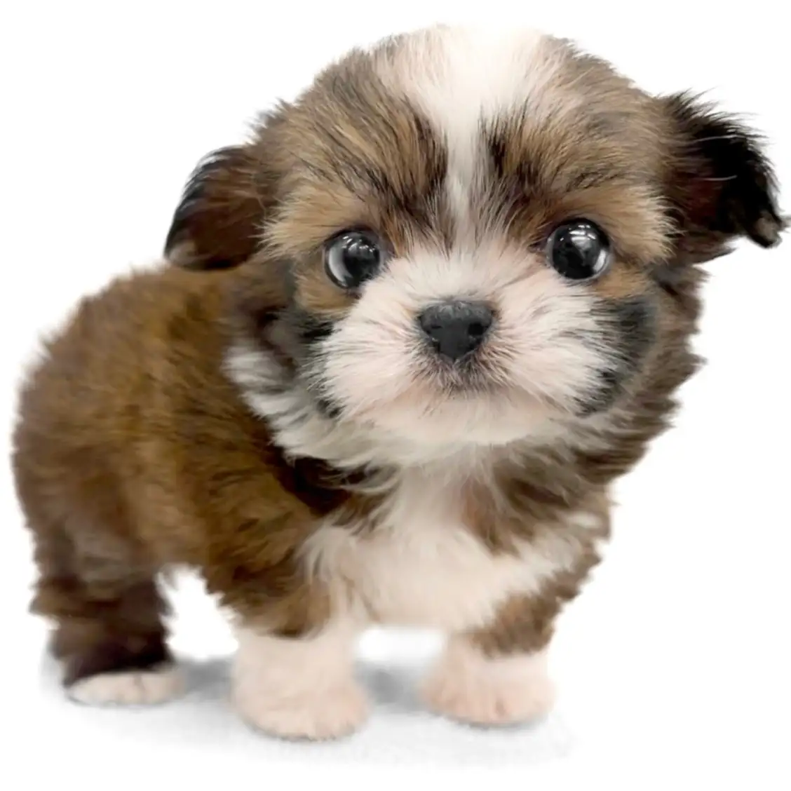 MIX（チワワ×シーズー）