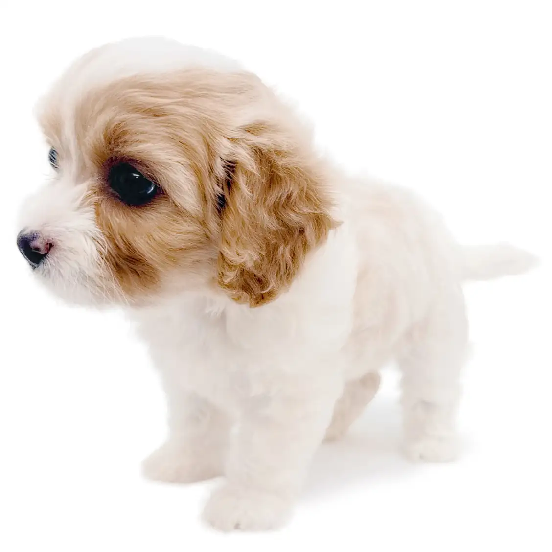 MIX（キャバリアキングチャールズスパニエル×ビションフリーゼ）