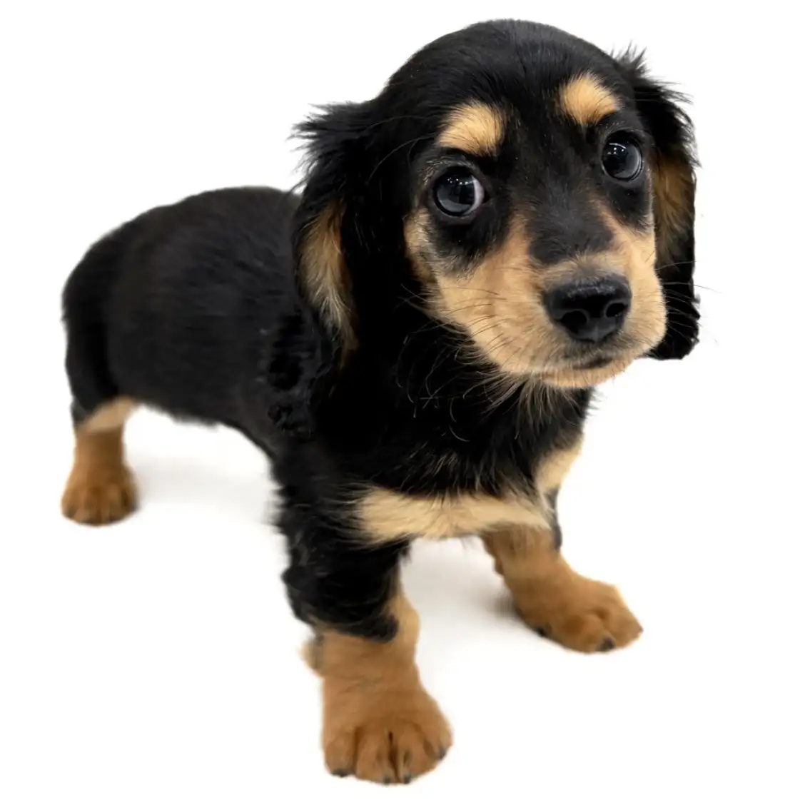 ミニチュア・ダックスフント