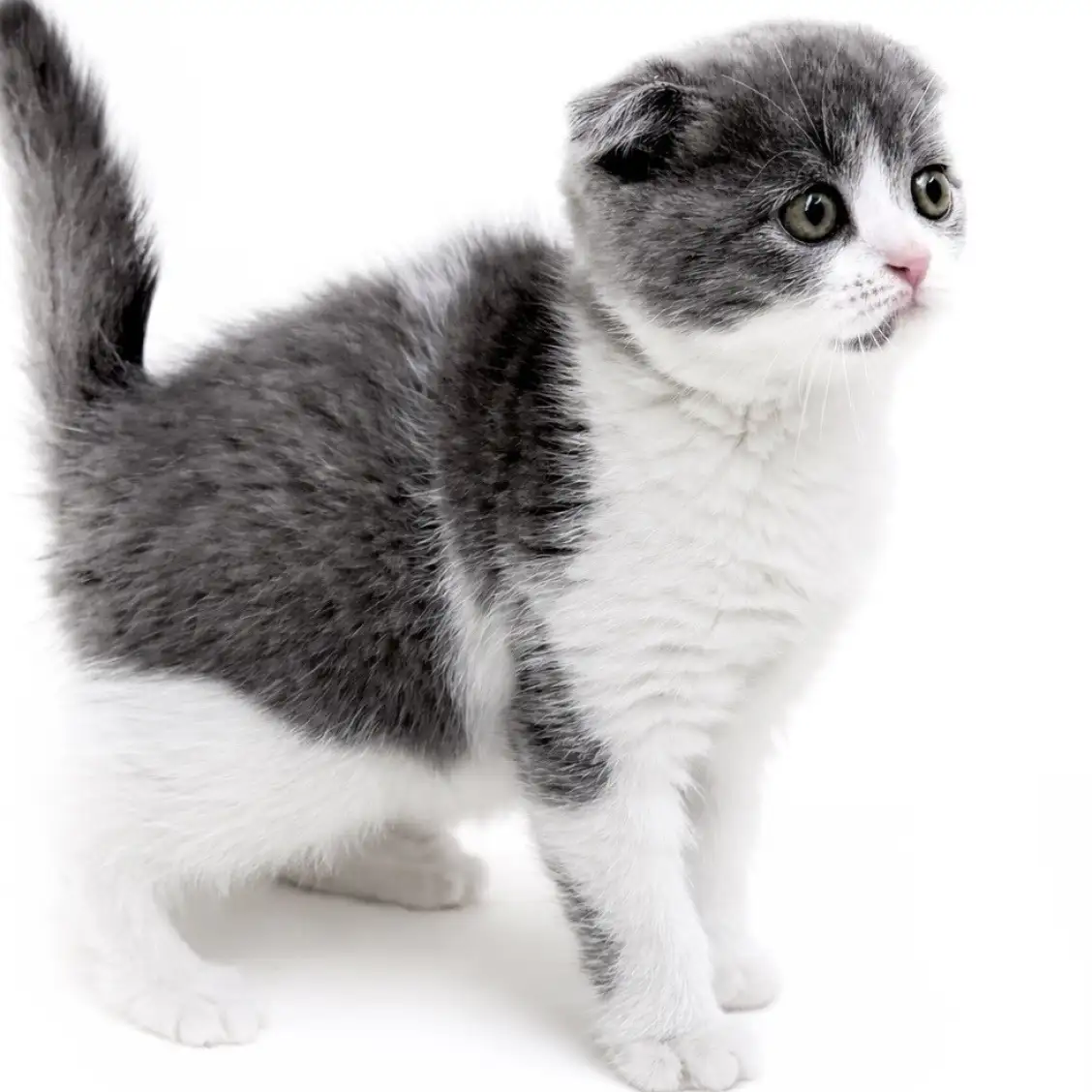 スコティッシュフォールド