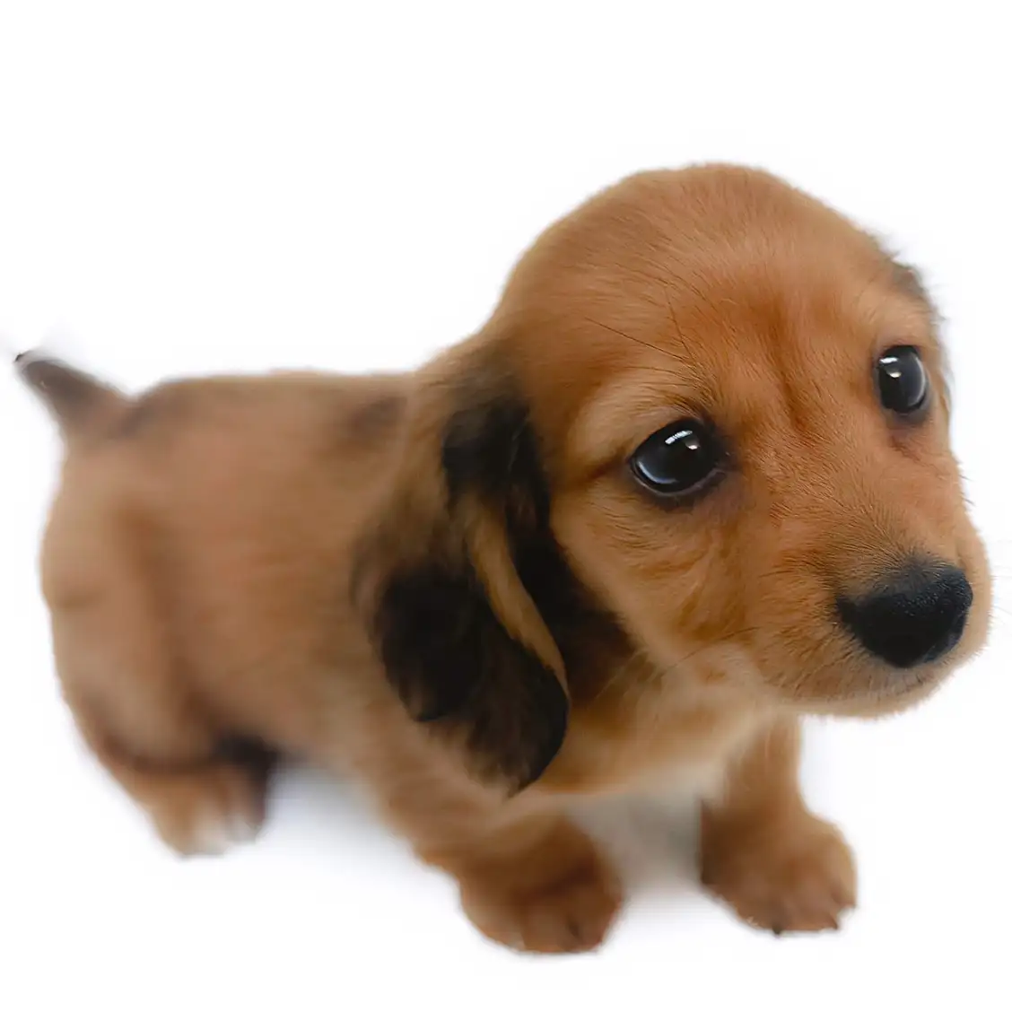 カニンヘン・ダックスフント