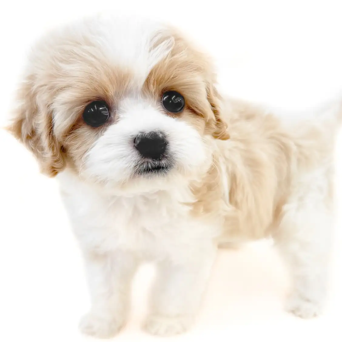 MIX（キャバリアキングチャールズスパニエル×ビションフリーゼ）