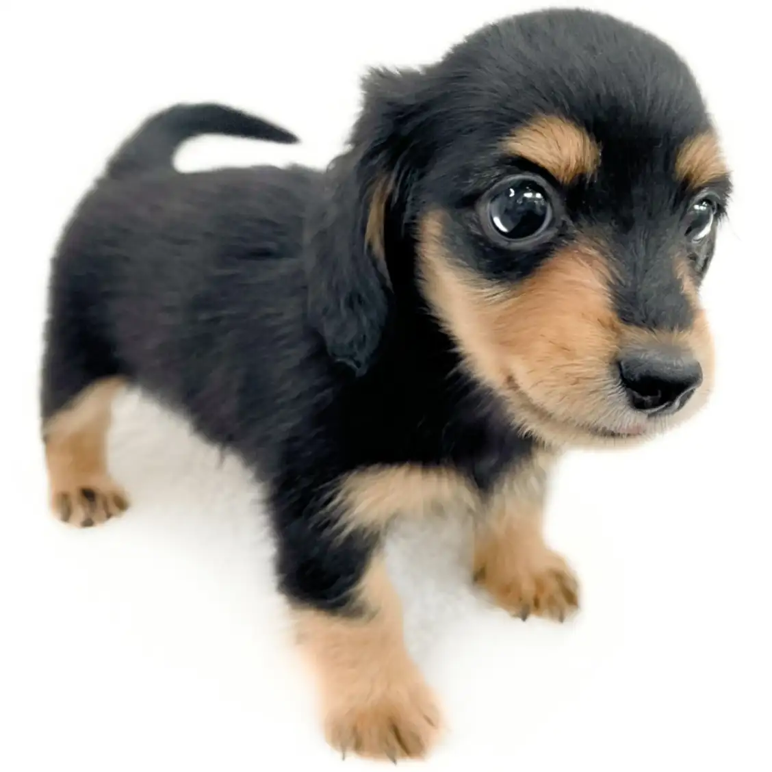 カニンヘン・ダックスフント