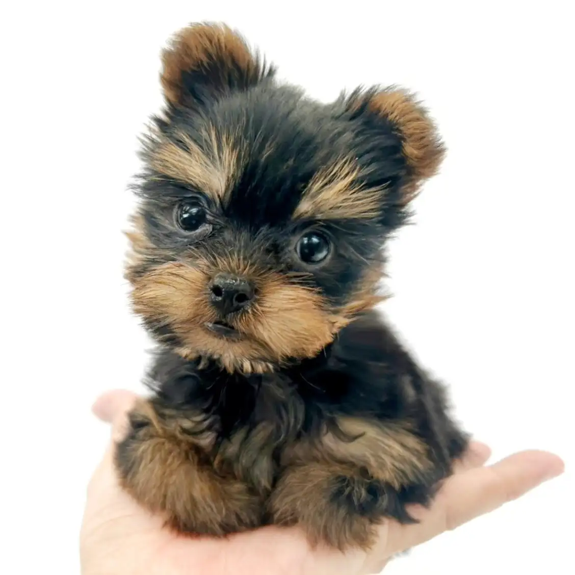 ヨークシャーテリア