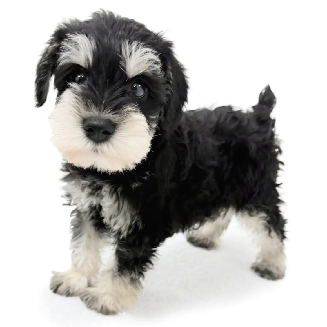 ミニチュア・シュナウザー