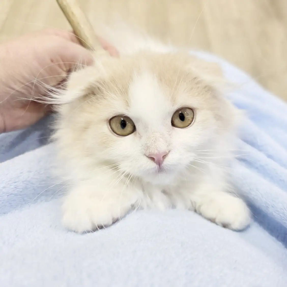 スコティッシュフォールド