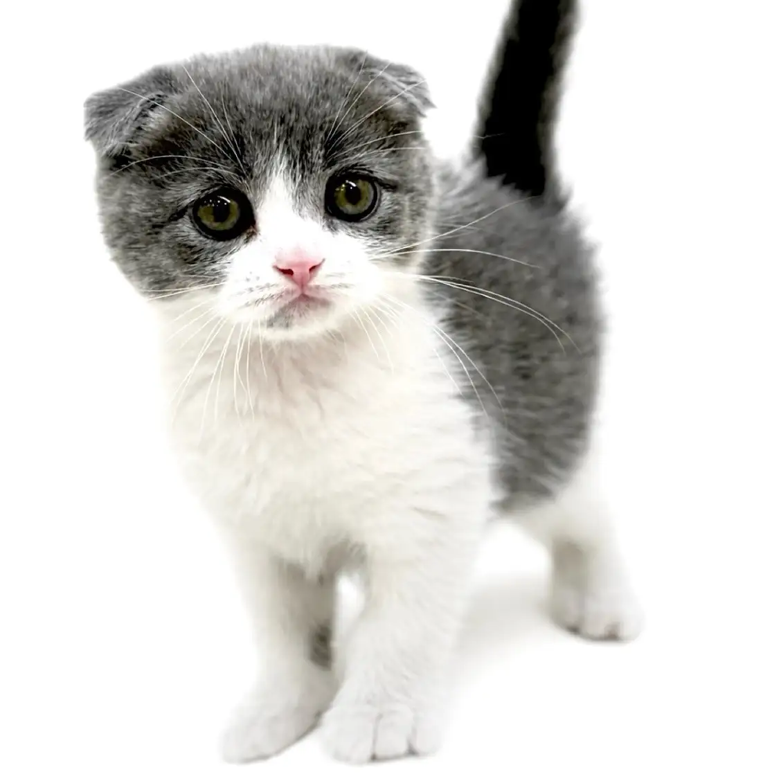 スコティッシュフォールド