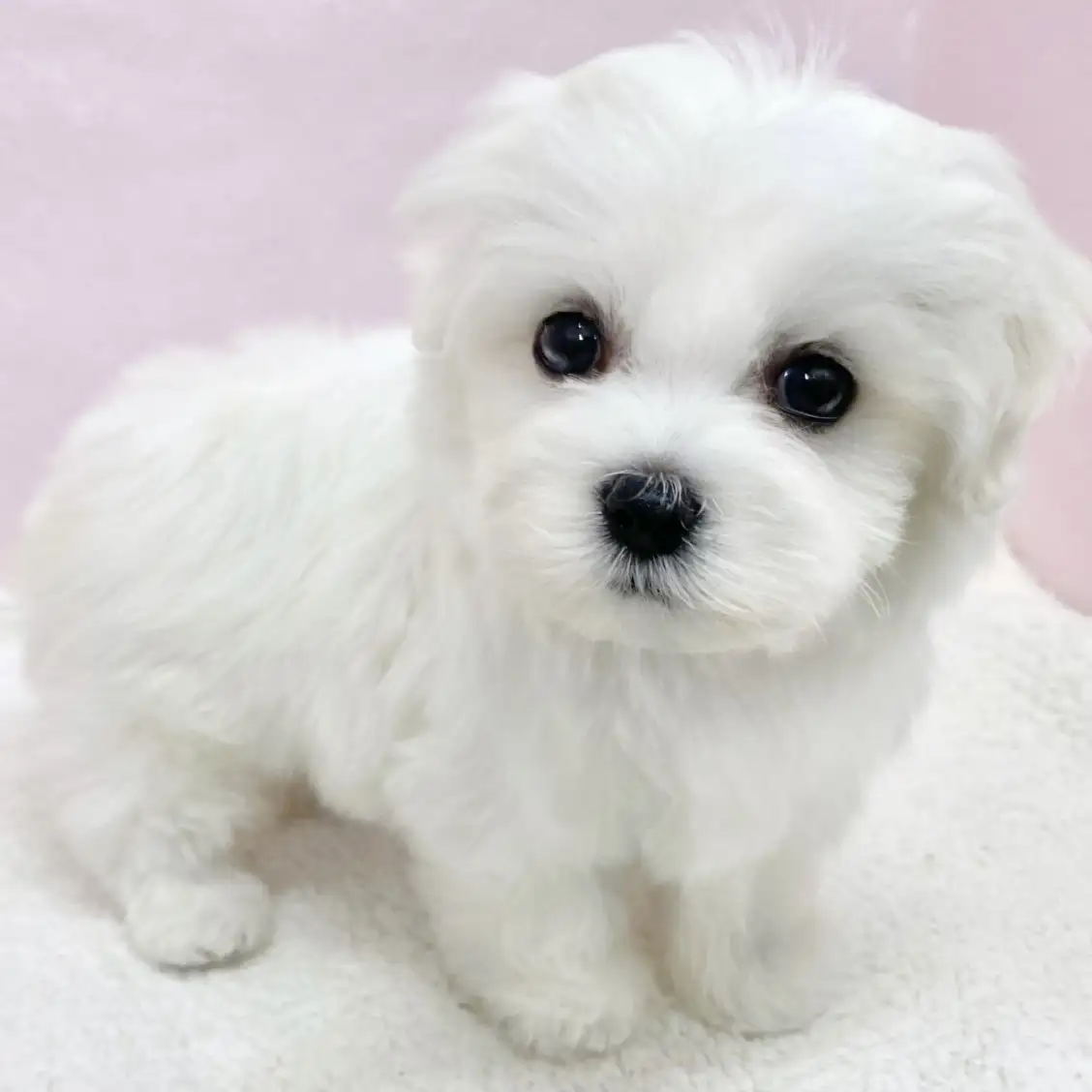 MIX（キャバリアキングチャールズスパニエル×ビションフリーゼ）