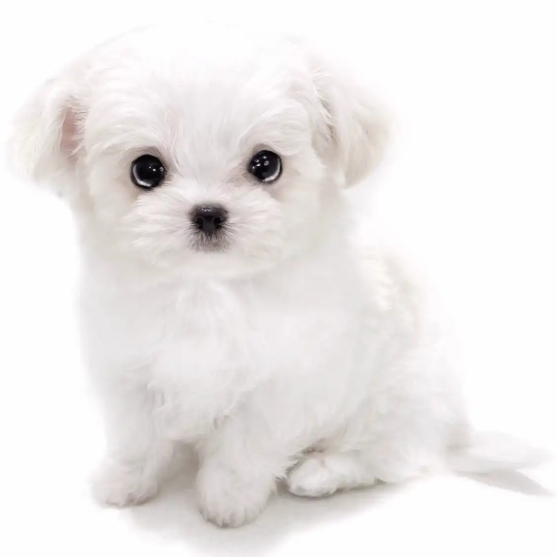 MIX（マルチーズ×チワワ）