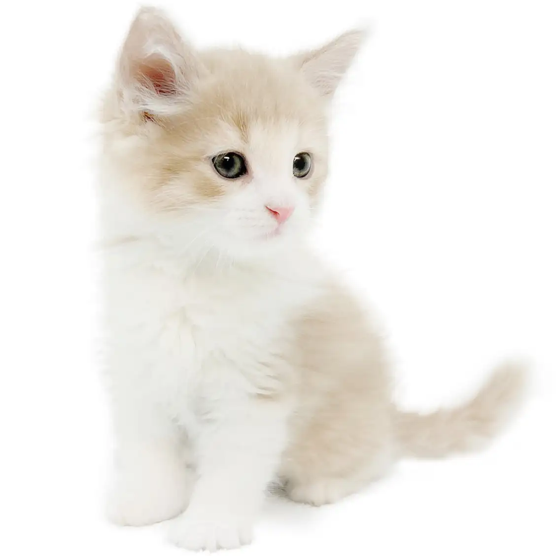 ノルウェージャンフォレストキャット