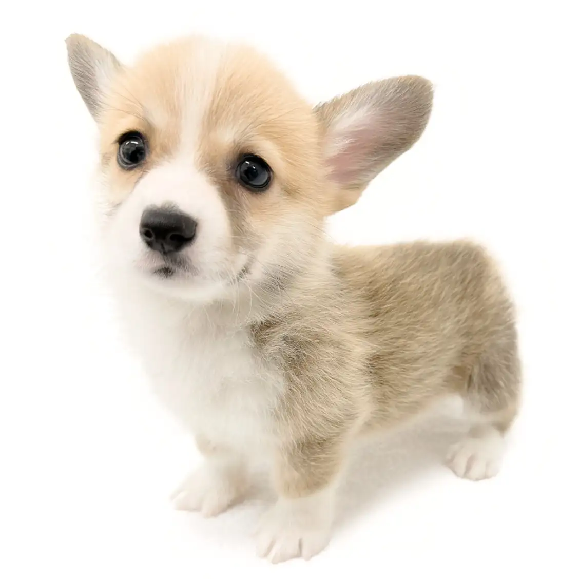 ウェルシュコーギーペンブローク