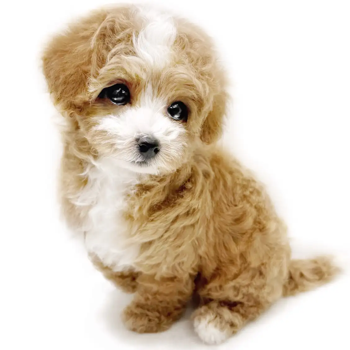 MIX（トイプードル×マルチーズ）