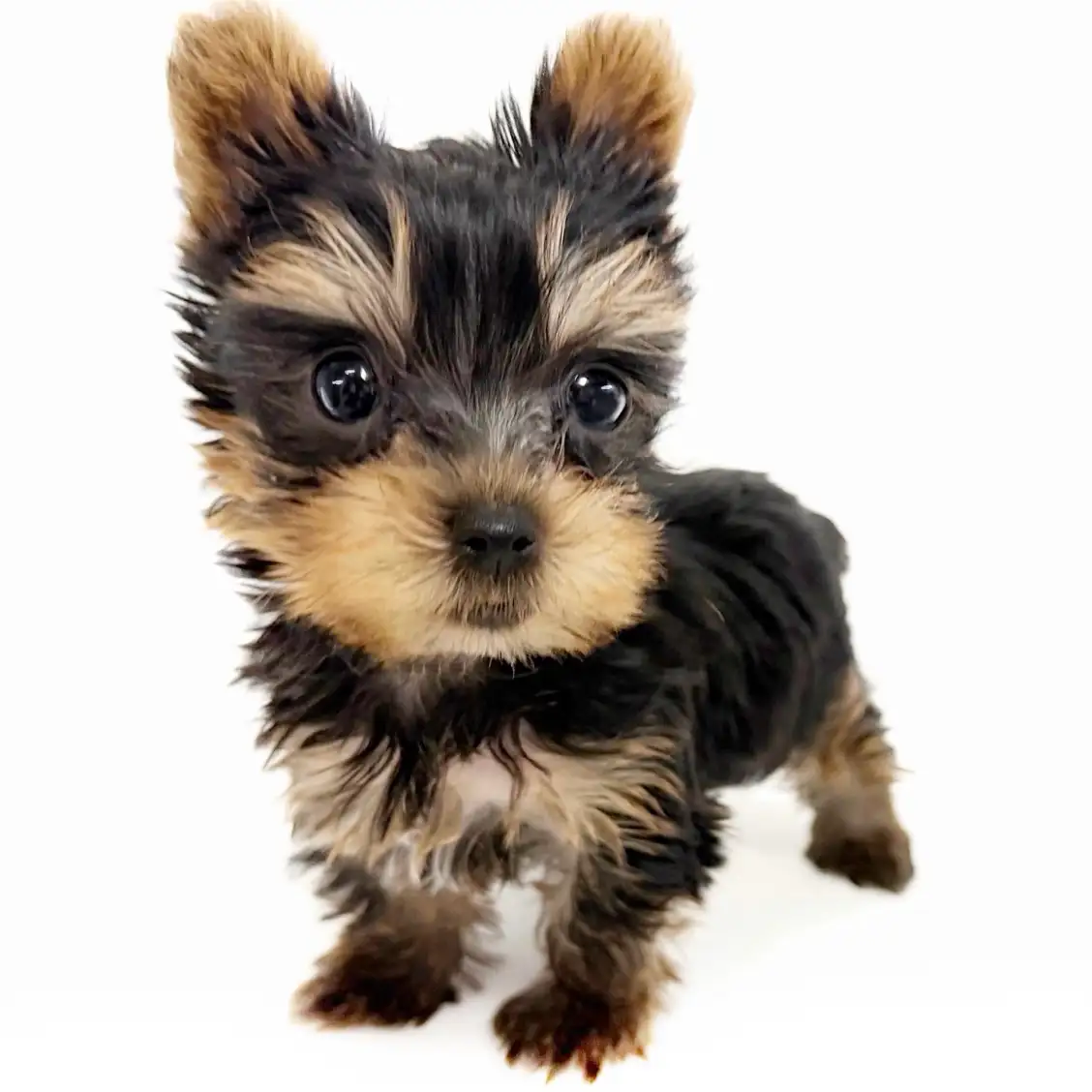 ヨークシャーテリア