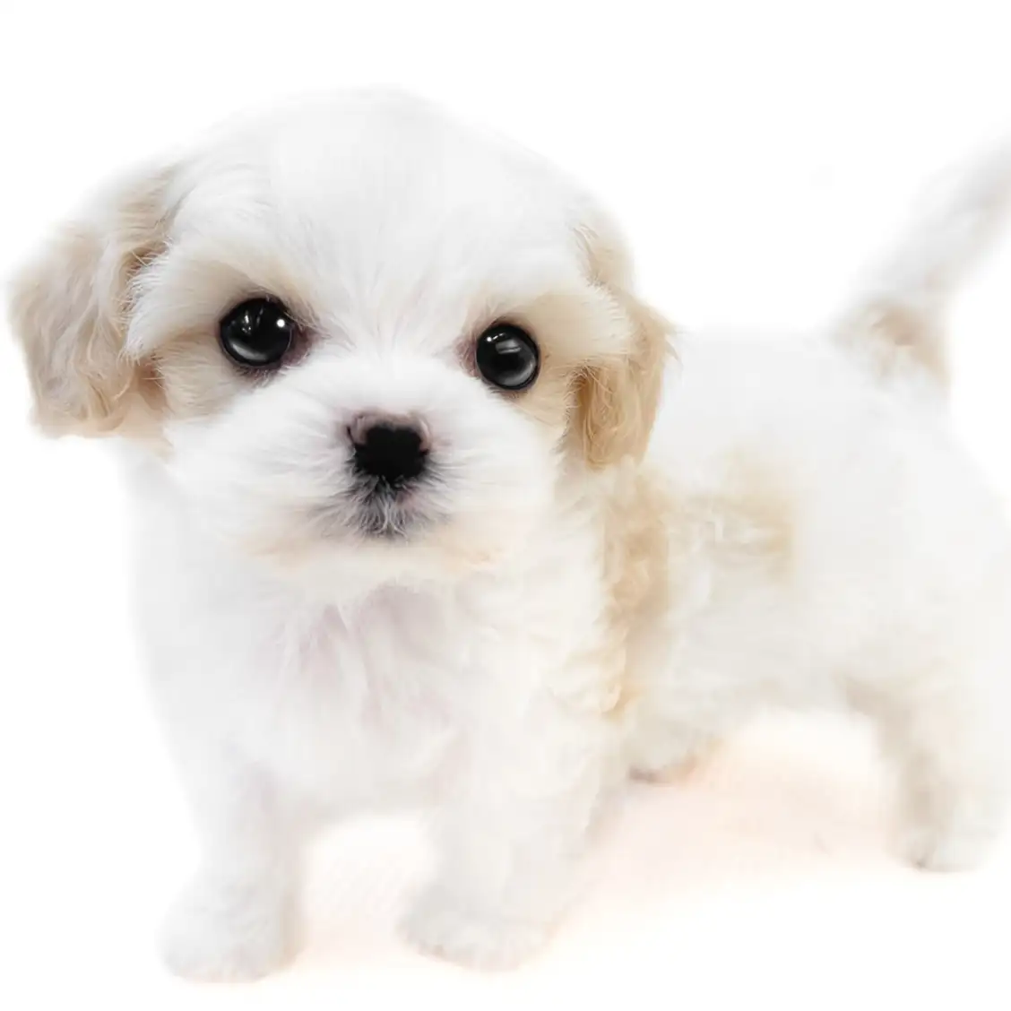 MIX(キャバリアキングチャールズスパニエル×マルチーズ)