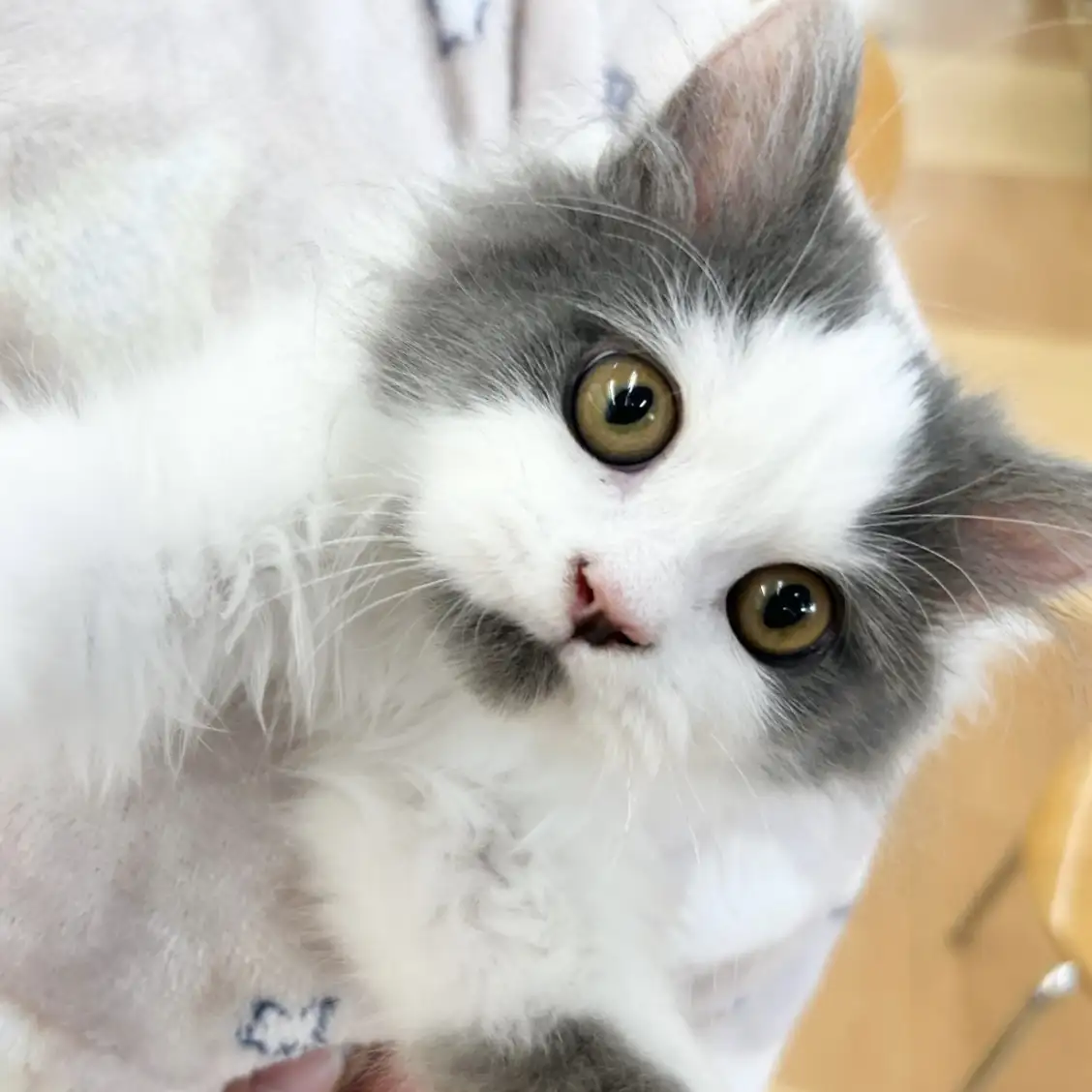 ブリティッシュロングヘア
