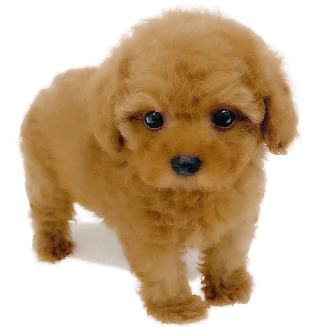 トイ・プードル