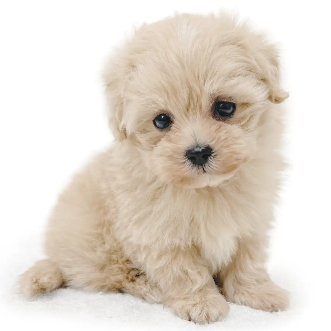 MIX（マルチーズ×トイプードル）